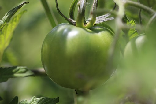 Free Tomato Green photo and picture