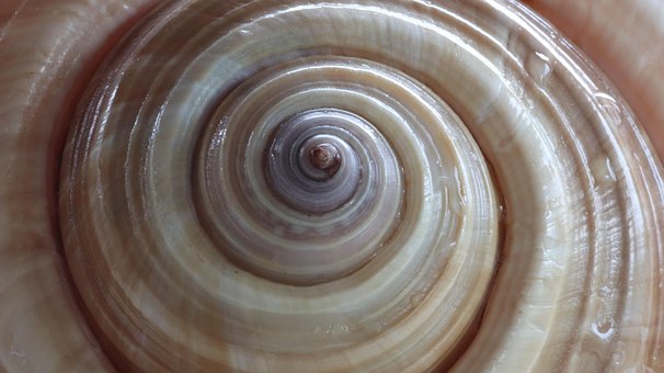 Free Shell Spiral photo and picture