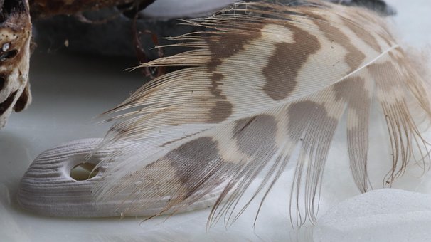 Free Feather Seashell photo and picture