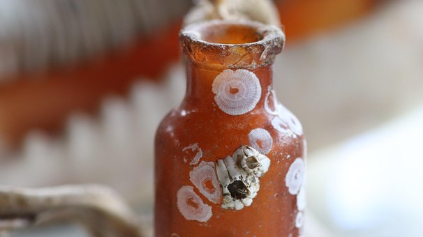 Free Barnacles Seashore photo and picture