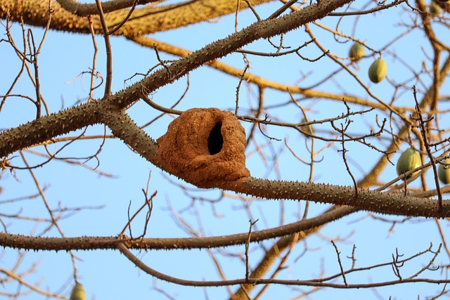 Free Nest Bird photo and picture