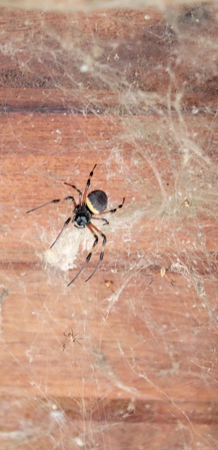 Free The Spider In The Garden Spider photo and picture