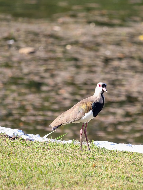 Free Bird Beak photo and picture