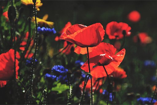 Mohn, Schöne Blumen, Rote Mohnblumen