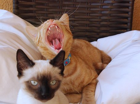 猫, 打哈欠, 小狗, 宠物, 黄猫, 暹罗猫, 动物, 猫科动物, 张开嘴