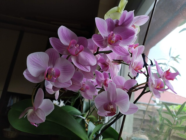 Free Orchid Flower photo and picture