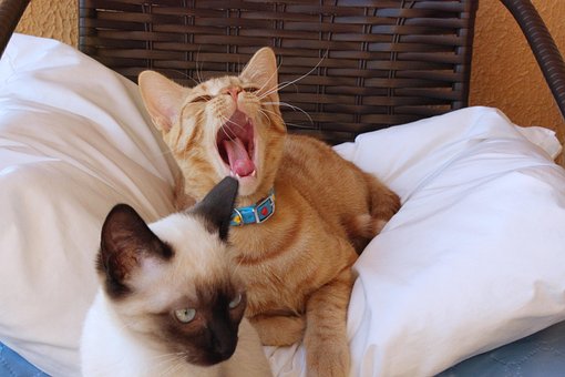 猫, 打哈欠, 舌头, 小猫, 动物, 说谎, 睡觉, 黄猫, 暹罗猫, 兄弟
