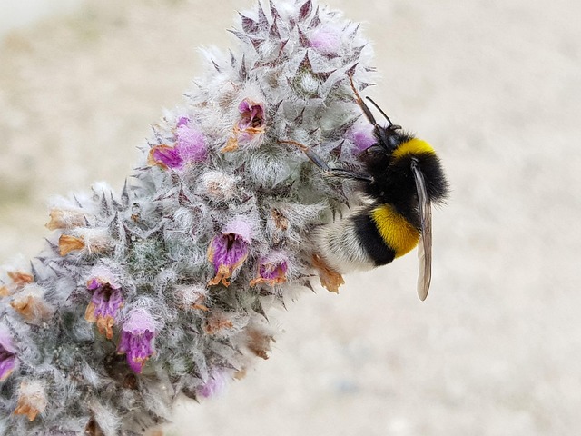 Woll-Ziest, Humlebi, Blomst, Insekter