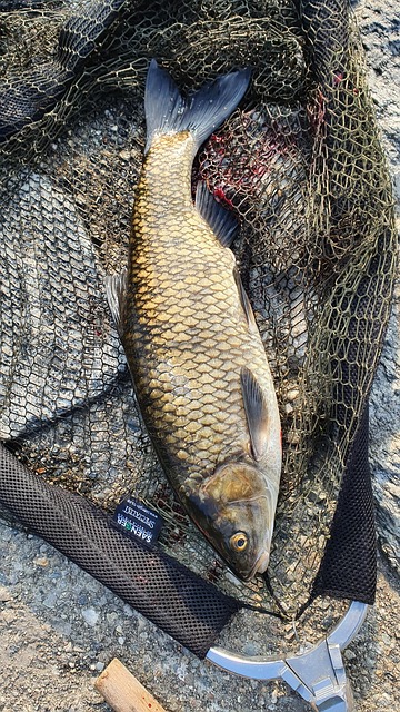 Free Fish Chub photo and picture