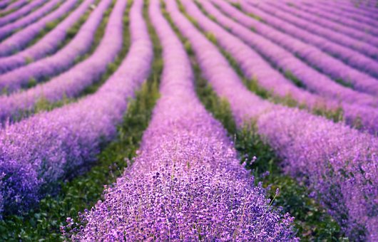 Free Lavenders Flowers photo and picture