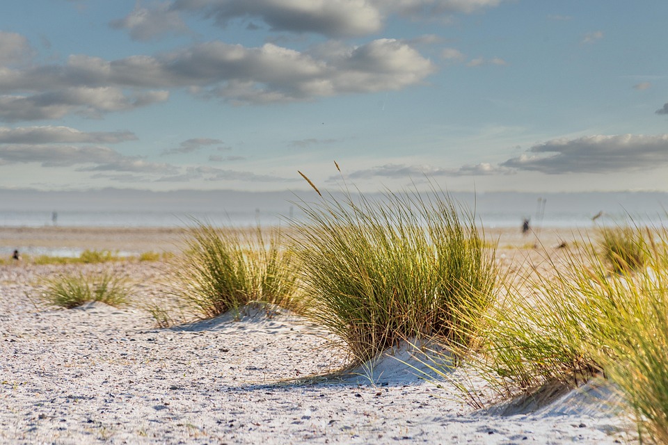 Strandgras Strandgras Strand Draußen - Kostenloses Foto auf Pixabay