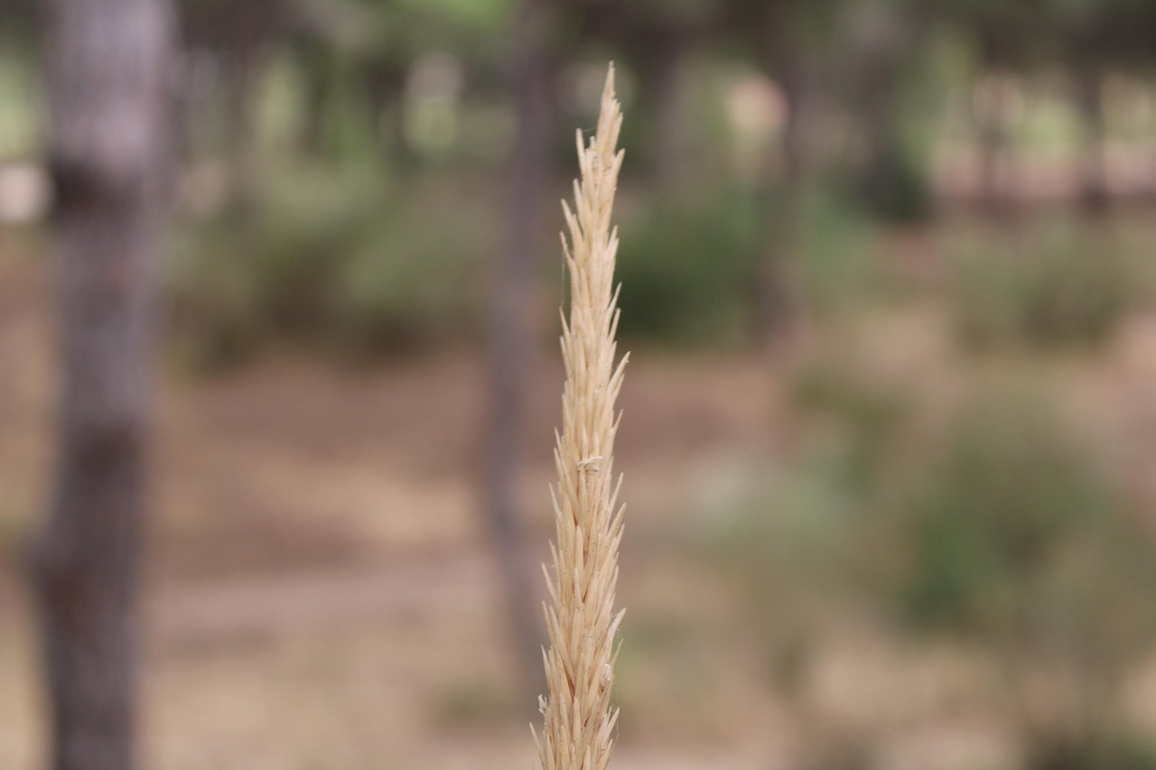 Pinède Plante Pinède Forêt - Photo gratuite sur Pixabay - Pixabay