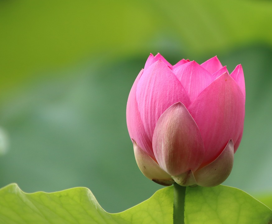 Lotus Fleur De - Photo gratuite sur Pixabay - Pixabay