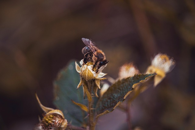 Bie, Insekt, Pollinere, Blomst Tapet