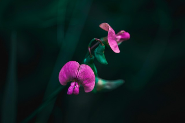 Blomst, Skog, Vår, Natur, Sommerfugl