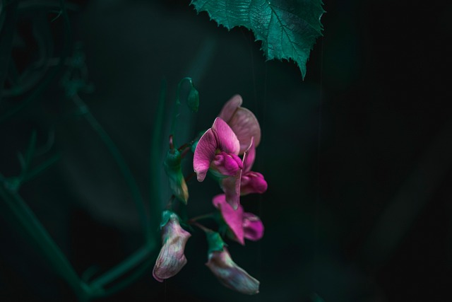 Orkideer, Blomster, Vakre Blomster