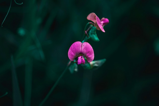 Orkideer, Blomster, Lilla Orkideer