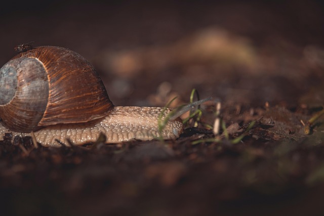 Snegl, Skall, Bløtdyr, Gastropod
