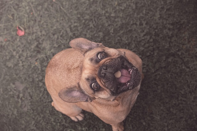 Fransk Bulldog, Hund, Kjæledyr, Bulldog