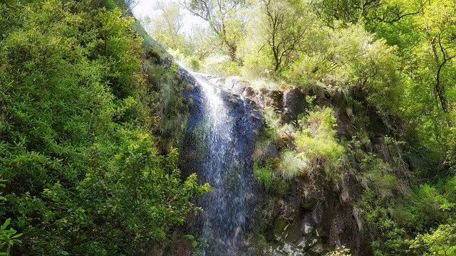 Reizen, Madeira, Natuur, Vakantie