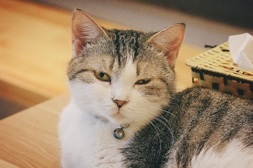 Kat, Tabby, Kæledyr, Feline, Dyr, Pels