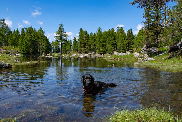 Free Lake Dog photo and picture