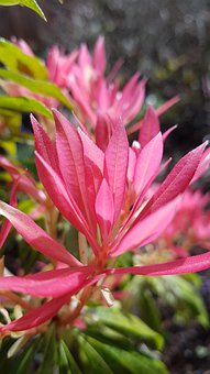 Free Red Leaves Nature illustration and picture