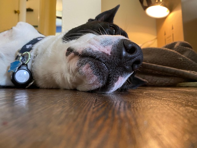 Tired Dog Apple - Free photo on Pixabay - Pixabay