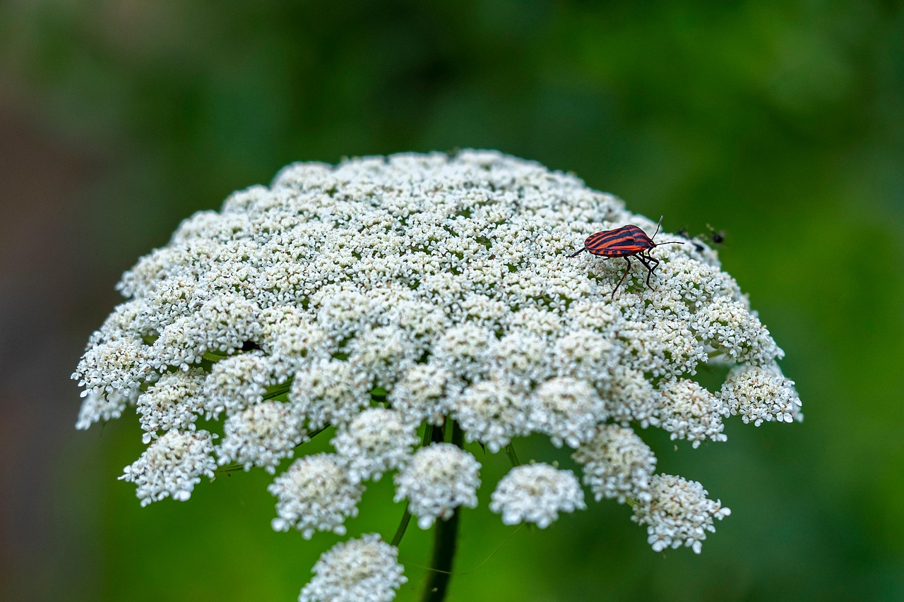wild-carrot-flowers-striped-shield-free-photo-on-pixabay-pixabay