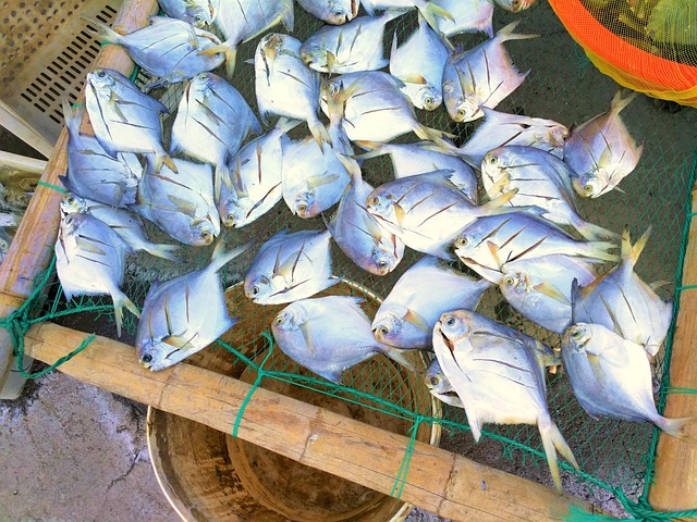 Free Ocean Fishing Village photo and picture
