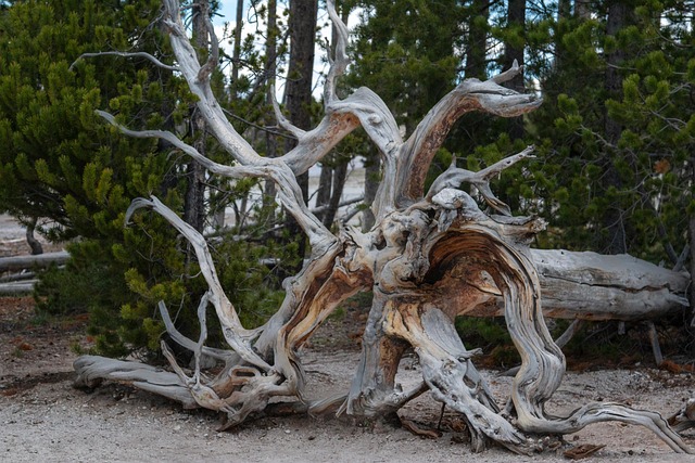 Free Driftwood Tree photo and picture