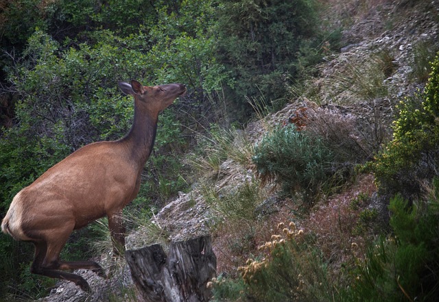 Free Elk Animal photo and picture