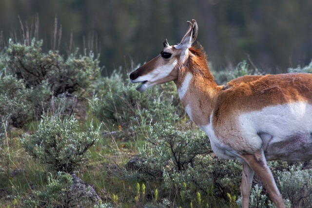 Free Pronghorn Animal photo and picture