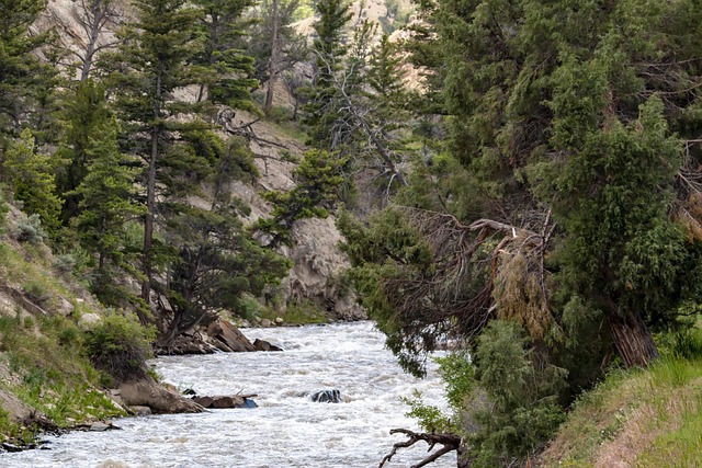 Free River Forest photo and picture