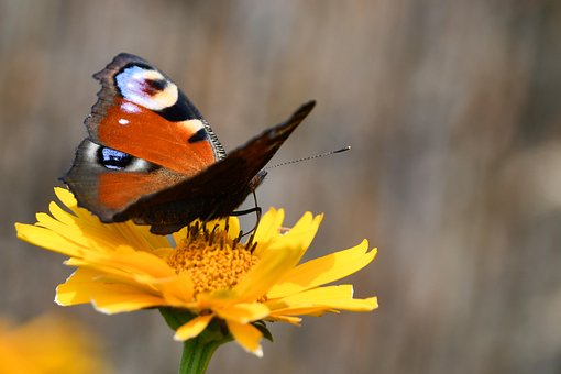 Free Butterfly Flower photo and picture