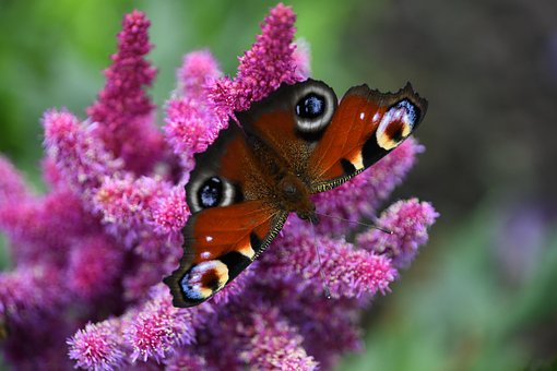 Free Butterfly Flower photo and picture
