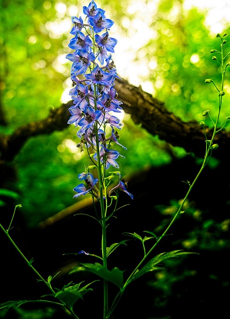 Free Flower Larkspur photo and picture
