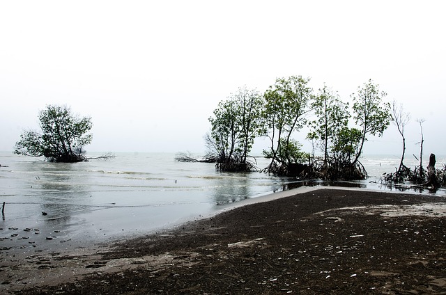 Estuário Do Rei Mar De Java - Foto gratuita no Pixabay - Pixabay