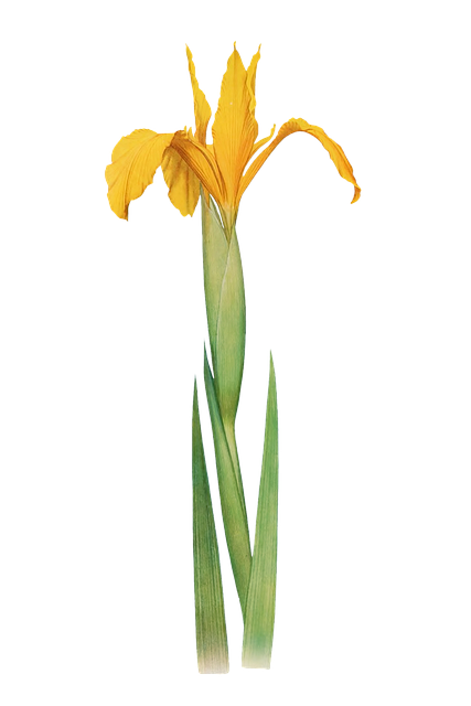 Iris, Blomst, Gul Blomst, Blomster