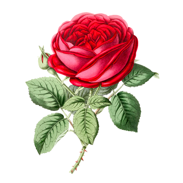 Blume, Rose, Rote Rose, Blumen, Pflanze