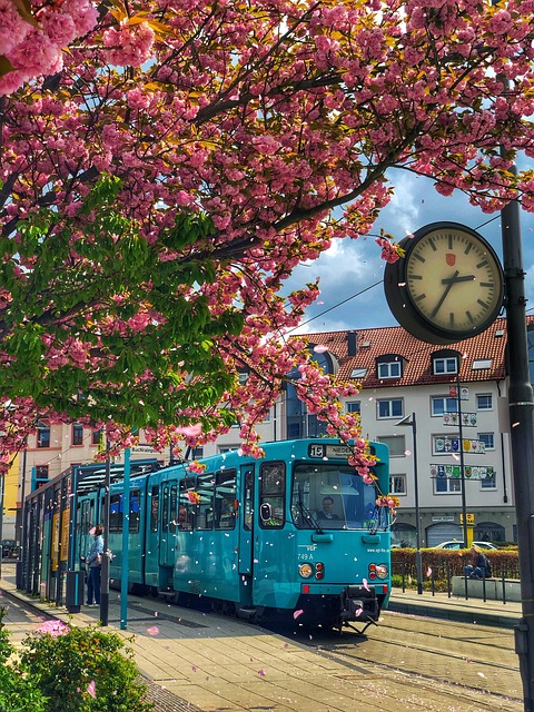 Free Cherry Blossoms Frankfurt photo and picture