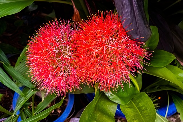 Blutlilie Blumen Pflanze Feuerball Kostenloses Foto auf Pixabay Pixabay