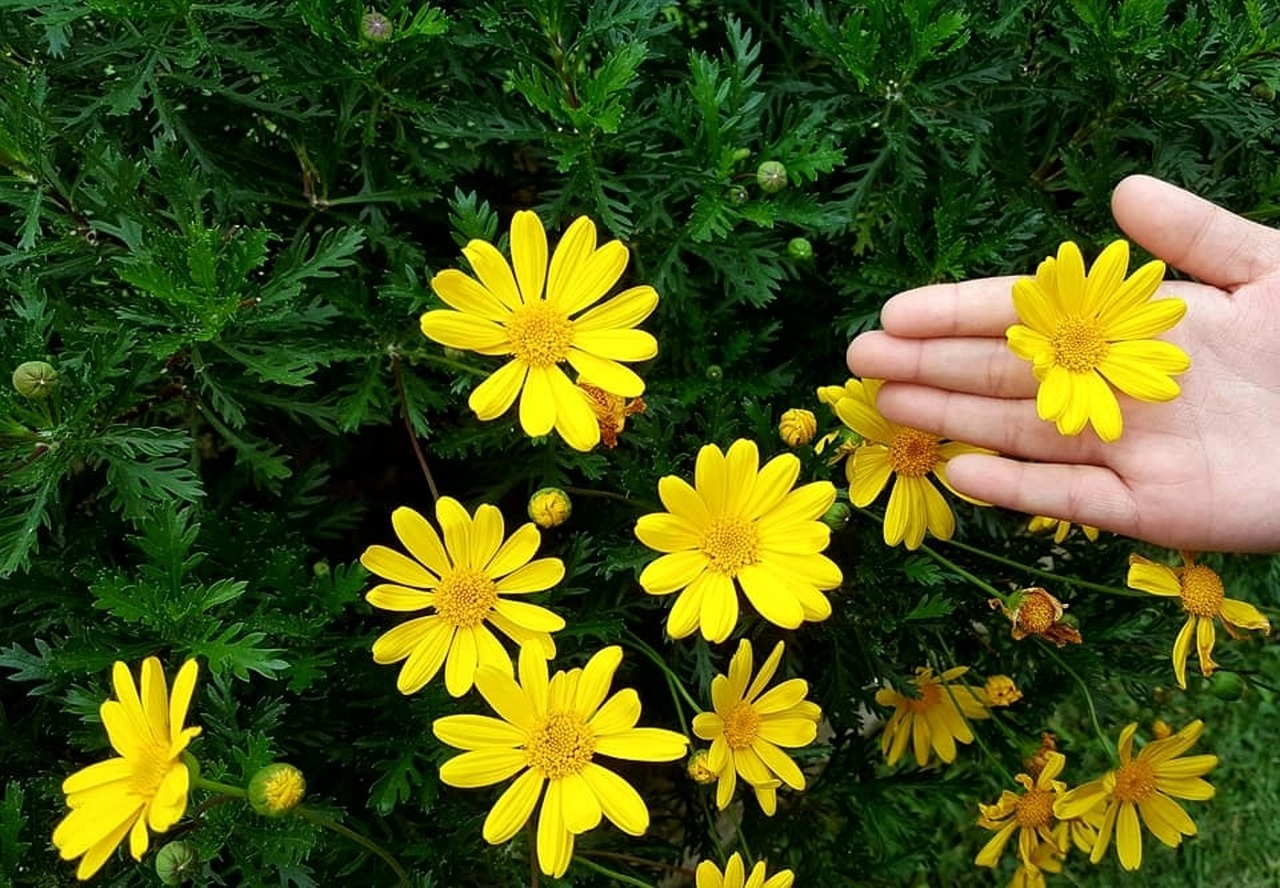 Flores Primavera Euryops Foto gratis en Pixabay Pixabay