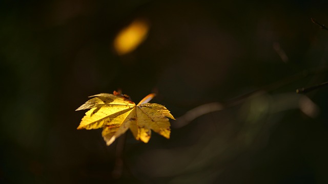 Free Autumn Leaf photo and picture