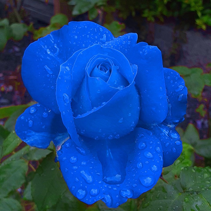 Bright Blue Rose Blossom Photo Free photo on Pixabay Pixabay