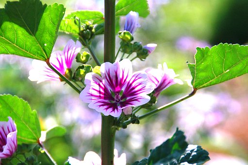 Malve, Blumen, Botanik, Gemüse, Garten