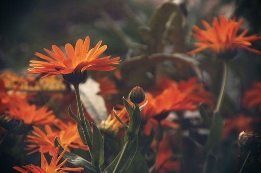 Gerbera, Blumentapete