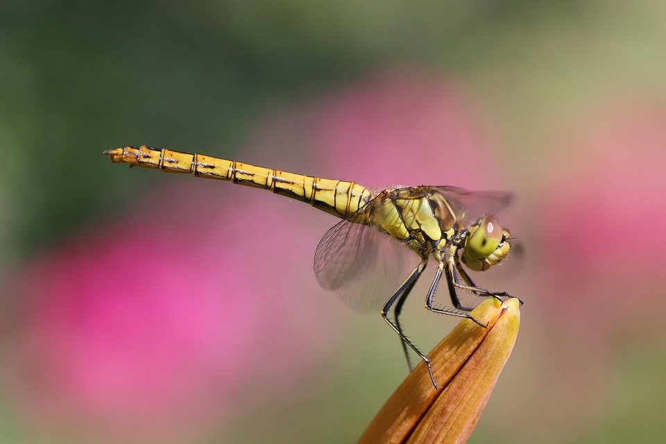 Dragonfly Insect Macro - Free photo on Pixabay