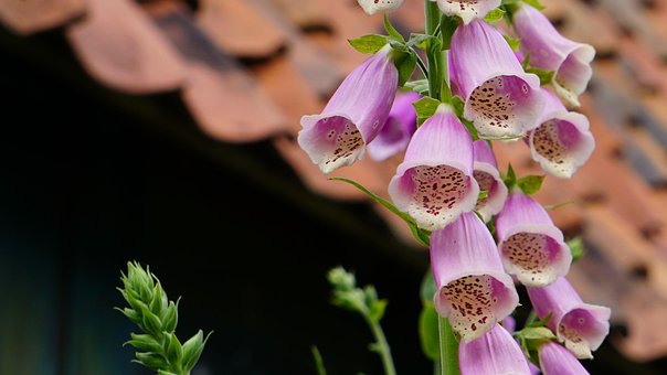 Free Foxglove Pink Flowers photo and picture
