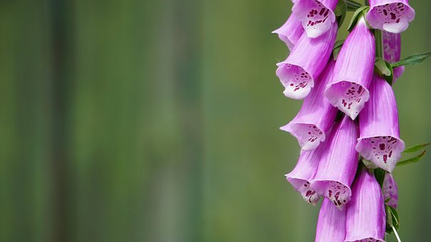 Free Foxglove Wallpaper Hd photo and picture